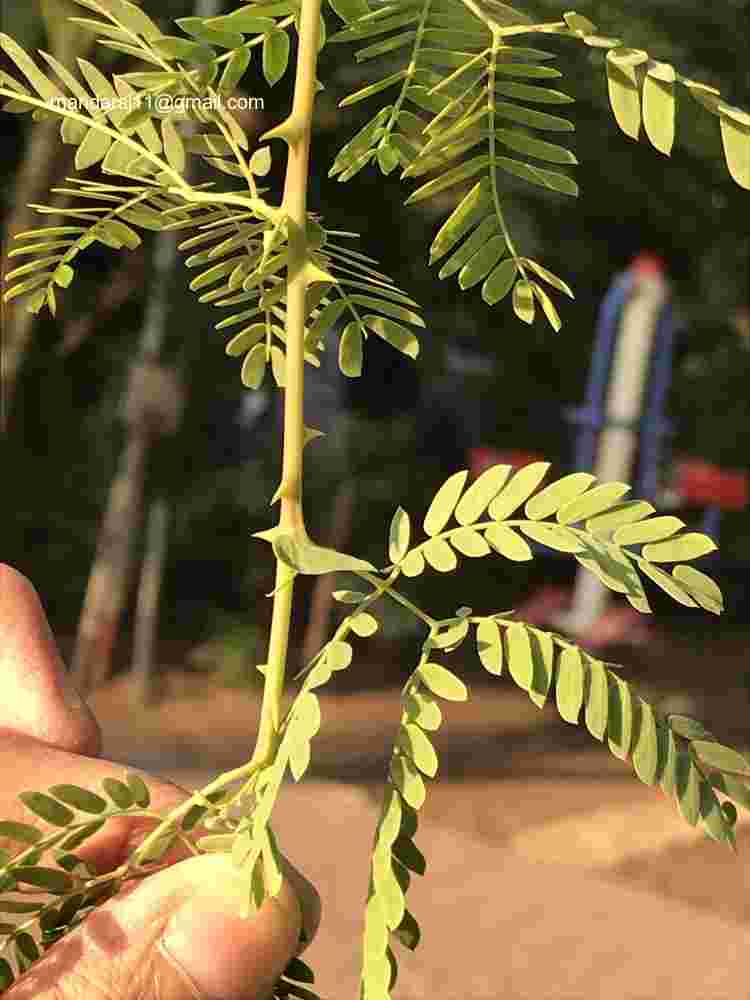 Prosopis cineraria