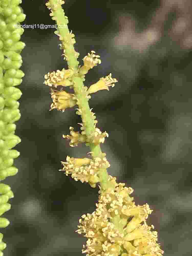 Prosopis juliflora