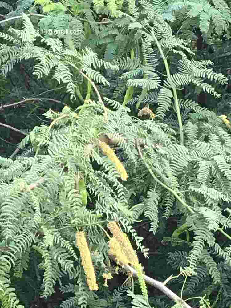 Prosopis juliflora