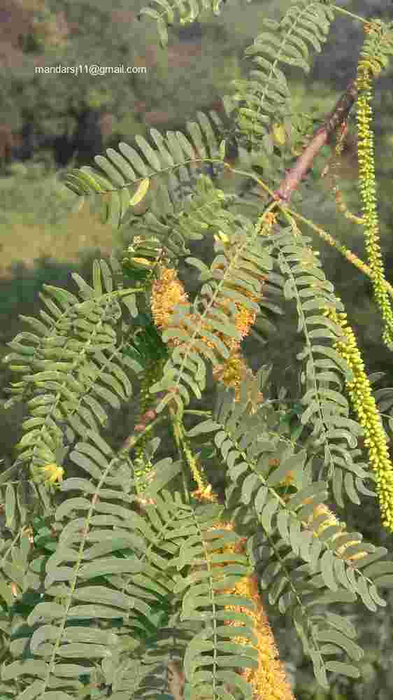 Prosopis juliflora