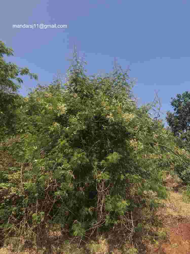Senegalia caesia