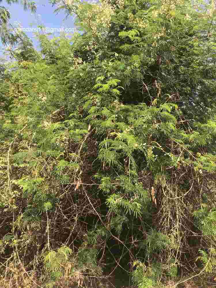 Senegalia caesia