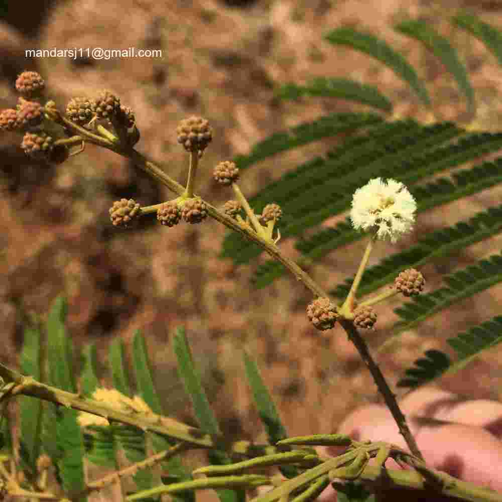 Senegalia caesia