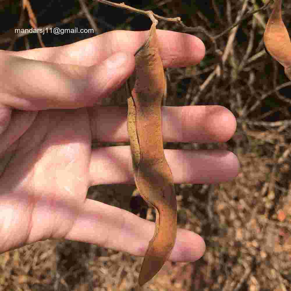 Senegalia caesia