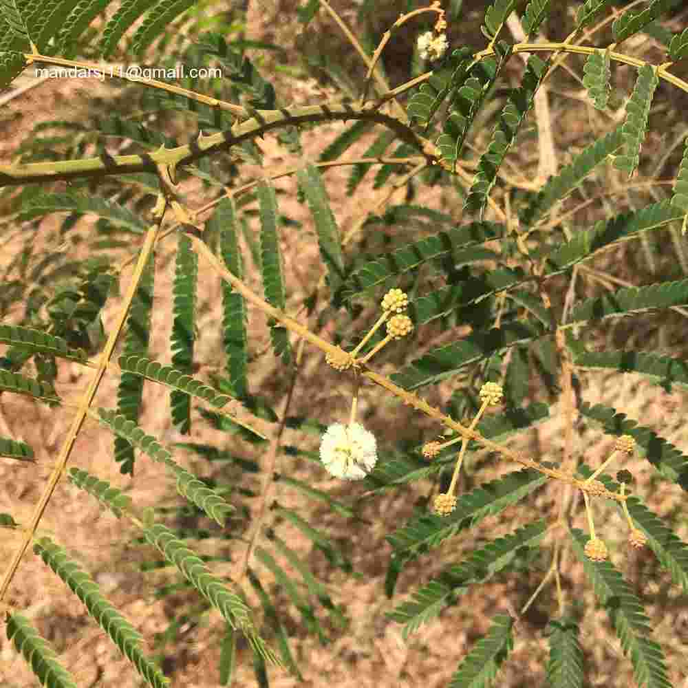 Senegalia caesia