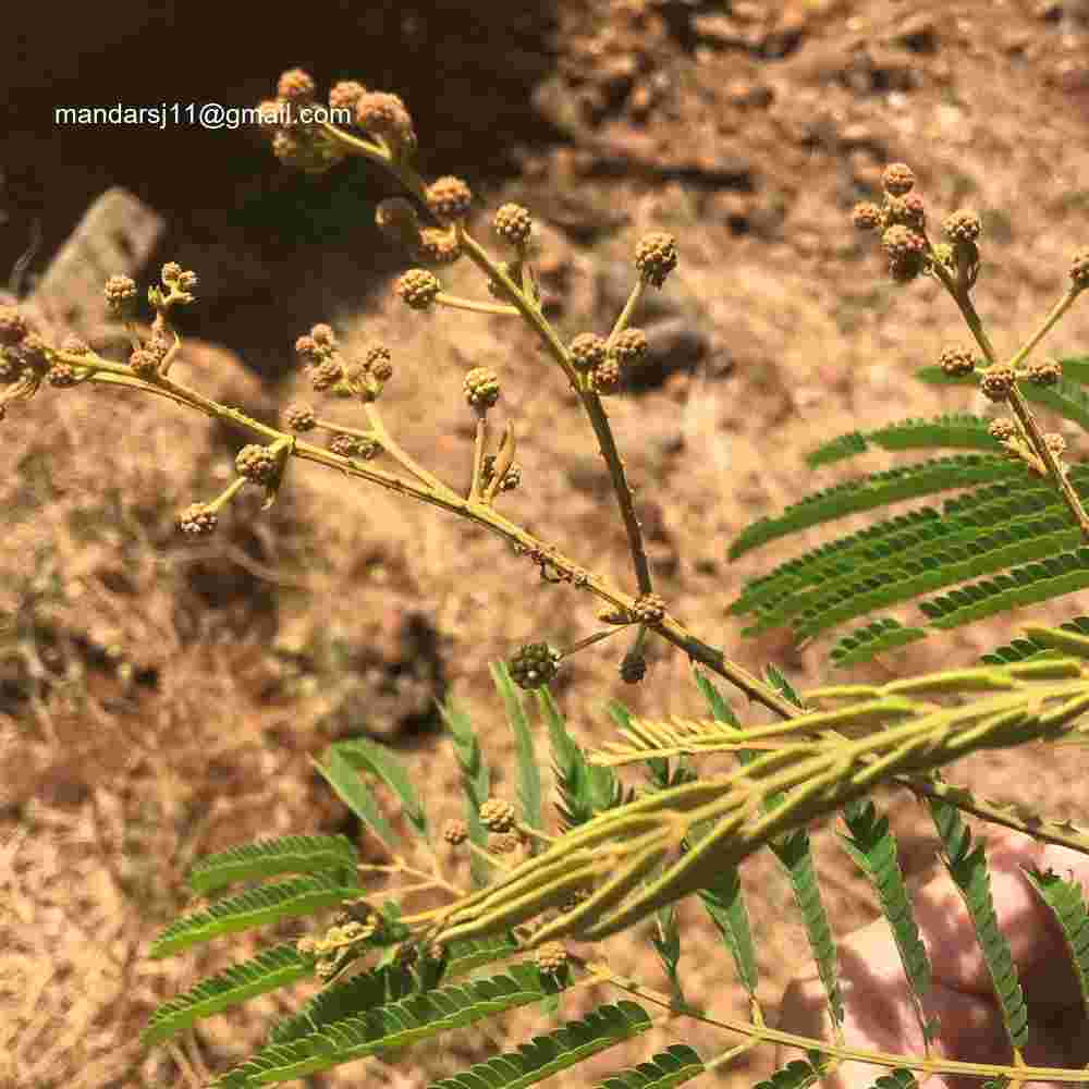 Senegalia caesia