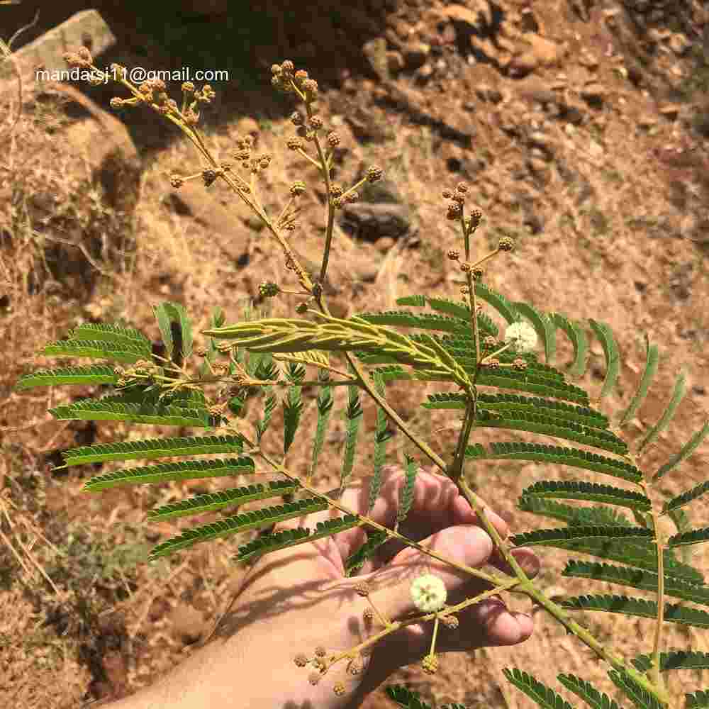 Senegalia caesia