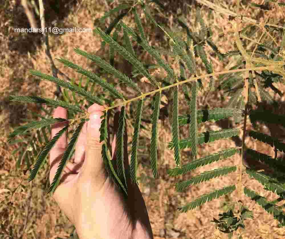 Senegalia caesia