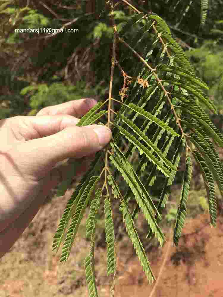 Senegalia caesia