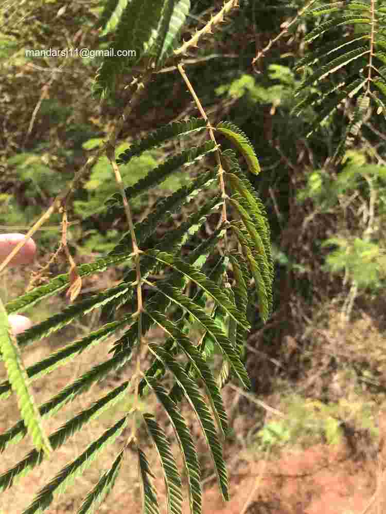 Senegalia caesia
