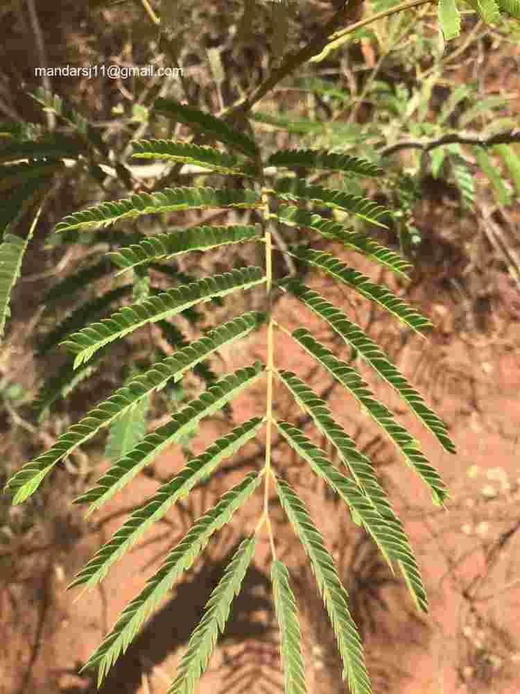 Senegalia caesia