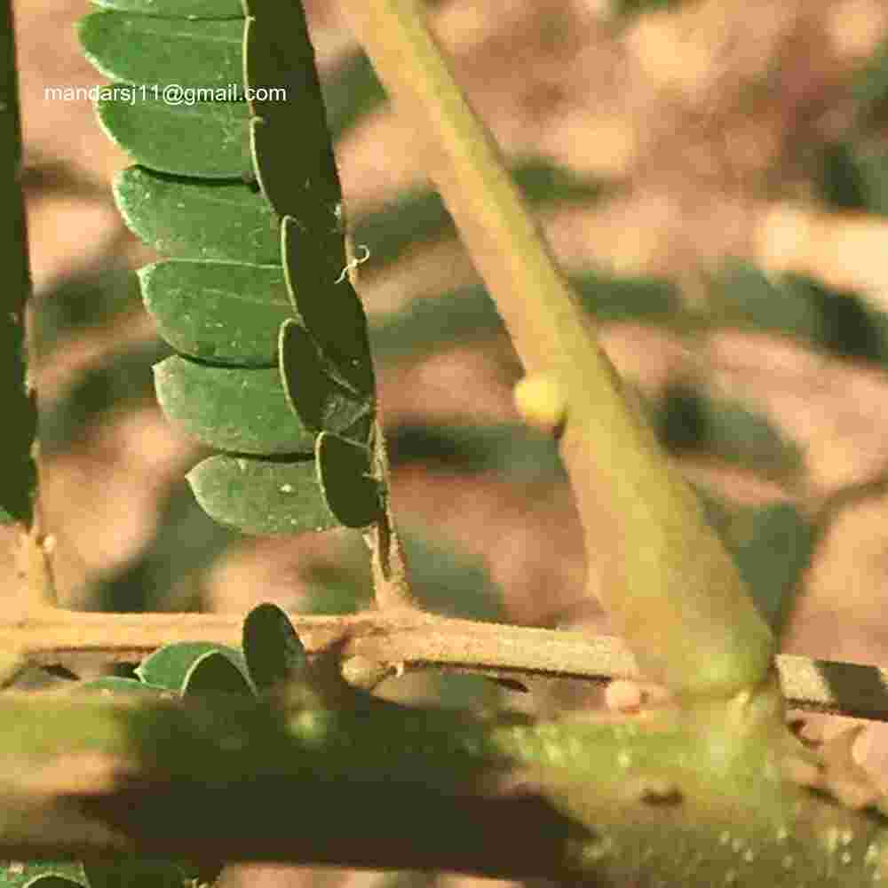 Senegalia caesia