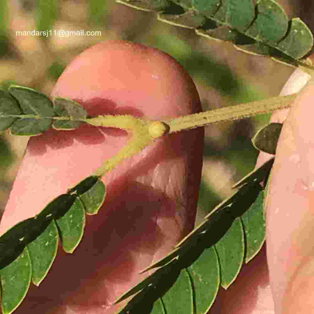 Senegalia caesia