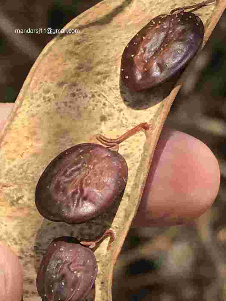 Senegalia caesia