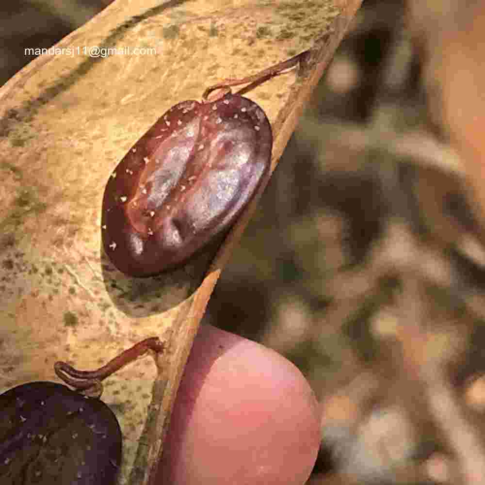 Senegalia caesia