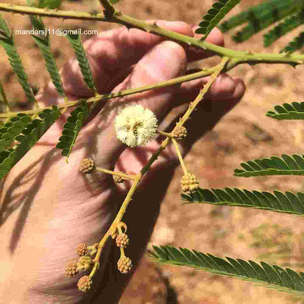 Senegalia caesia