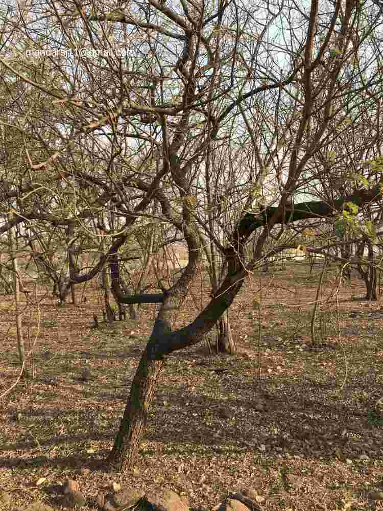 Senegalia ferruginea