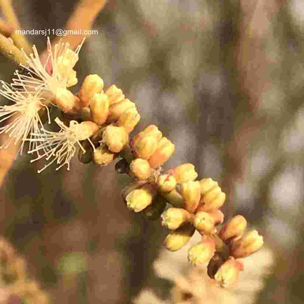 Senegalia ferruginea