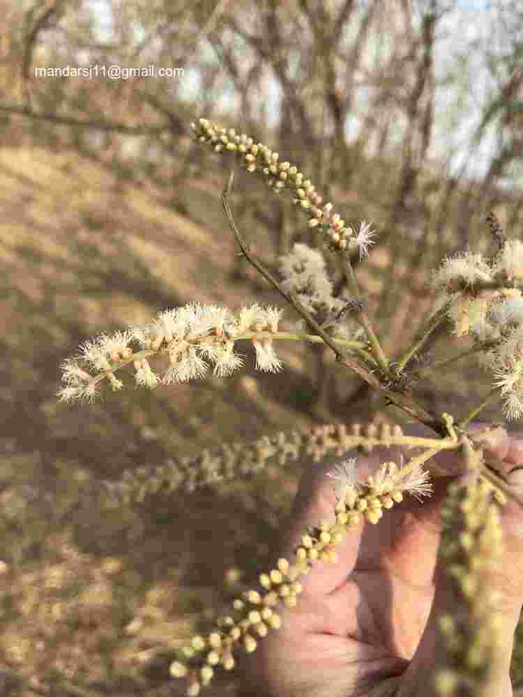 Senegalia ferruginea