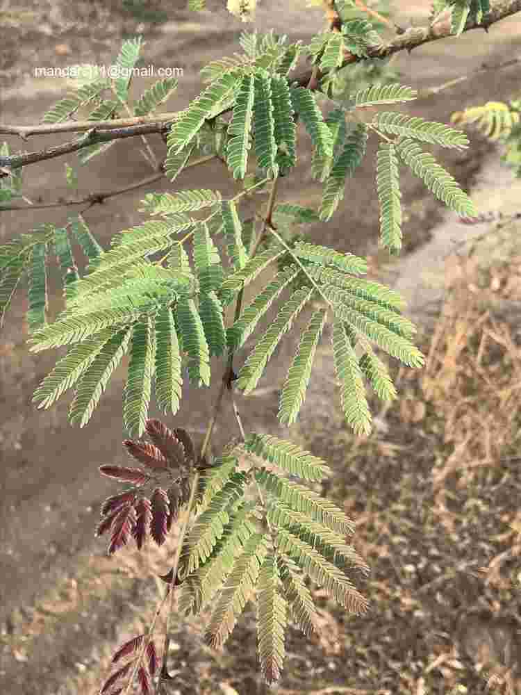 Senegalia ferruginea