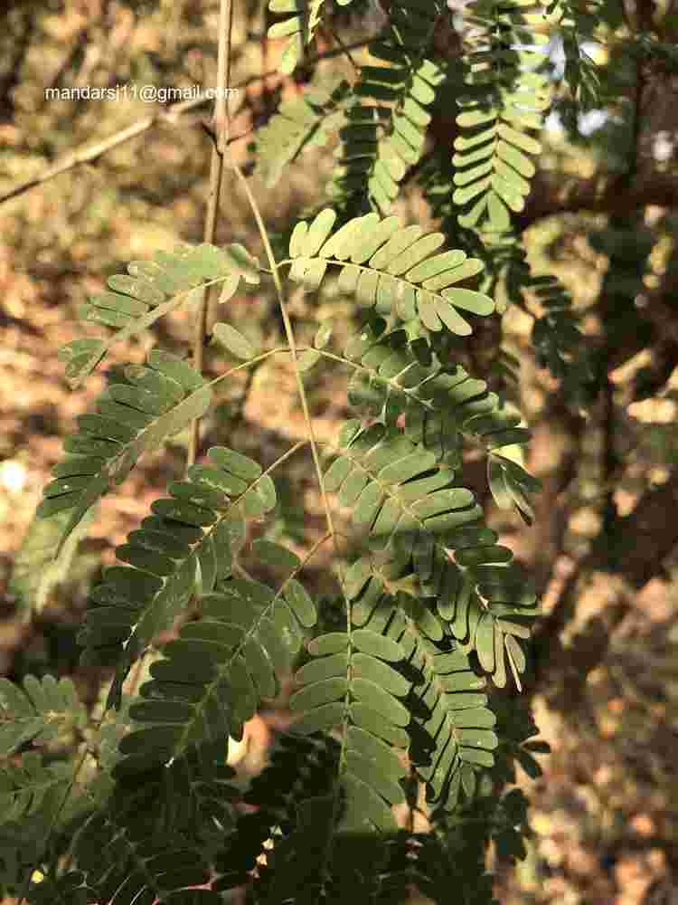 Senegalia ferruginea