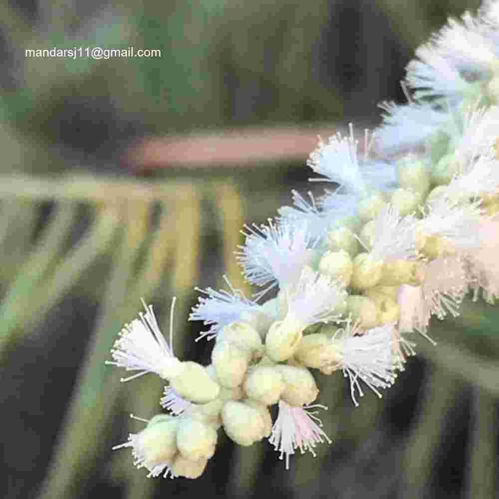 Senegalia polyacantha