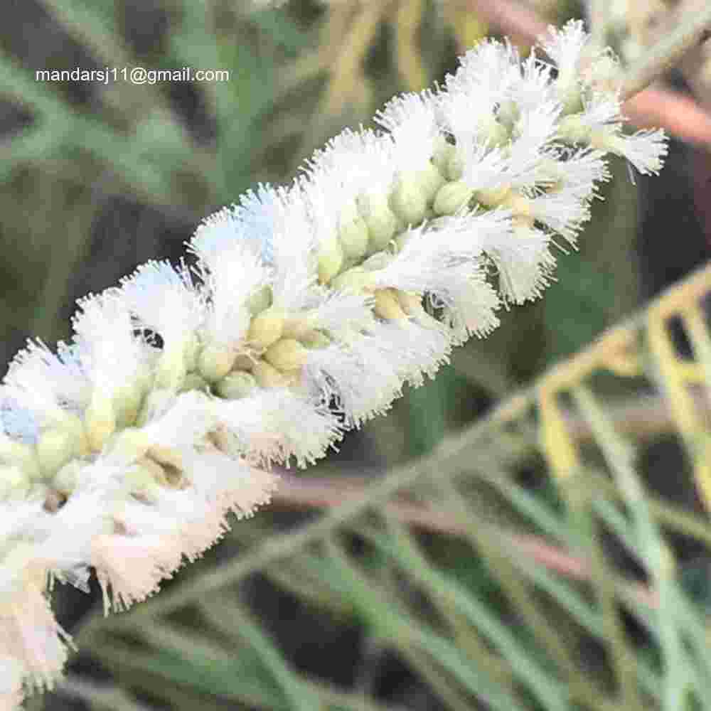 Senegalia polyacantha