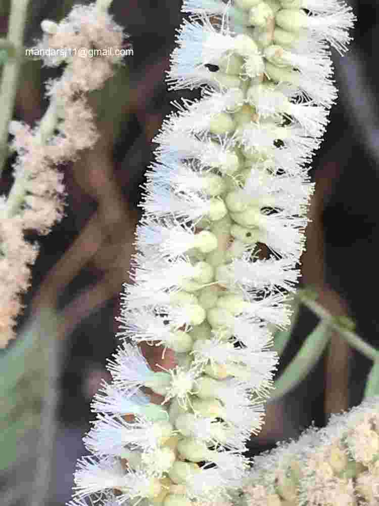 Senegalia polyacantha