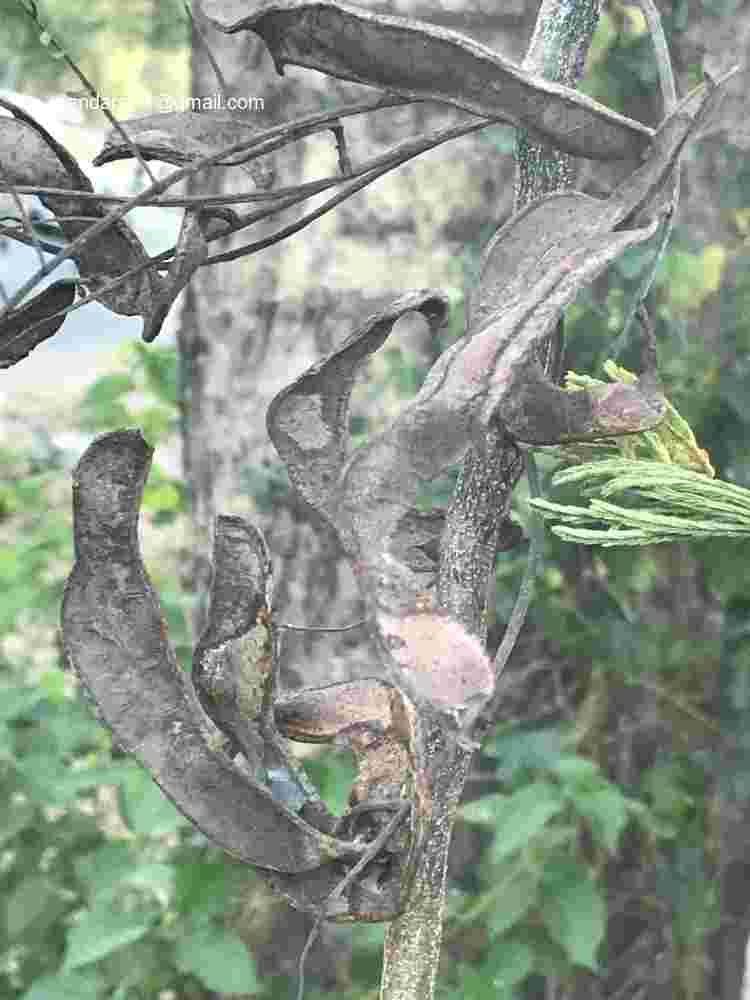 Senegalia polyacantha