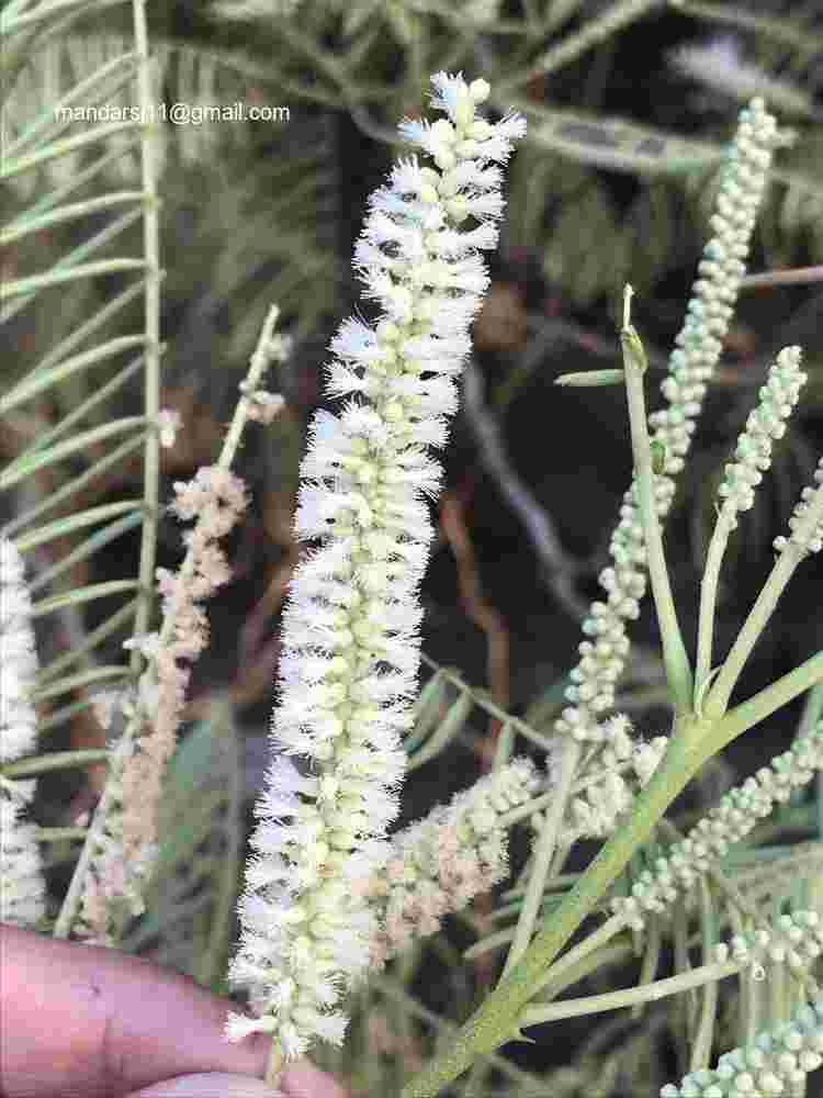 Senegalia polyacantha