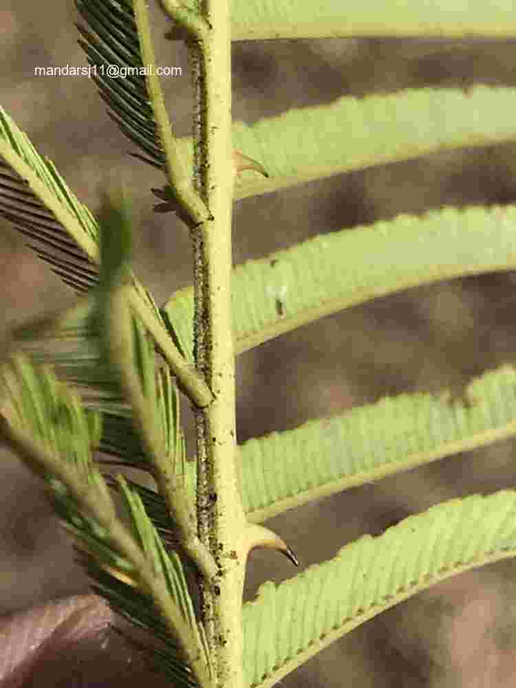 Senegalia polyacantha