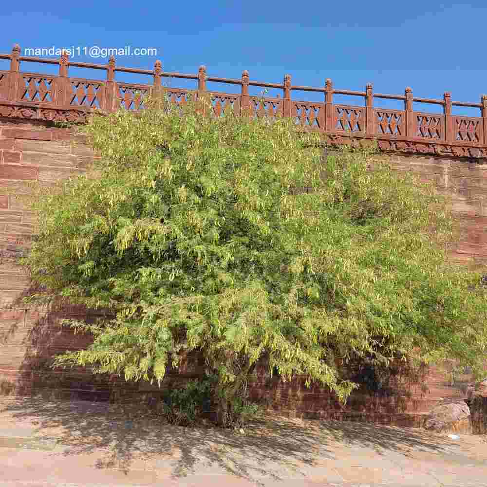 Senegalia senegal
