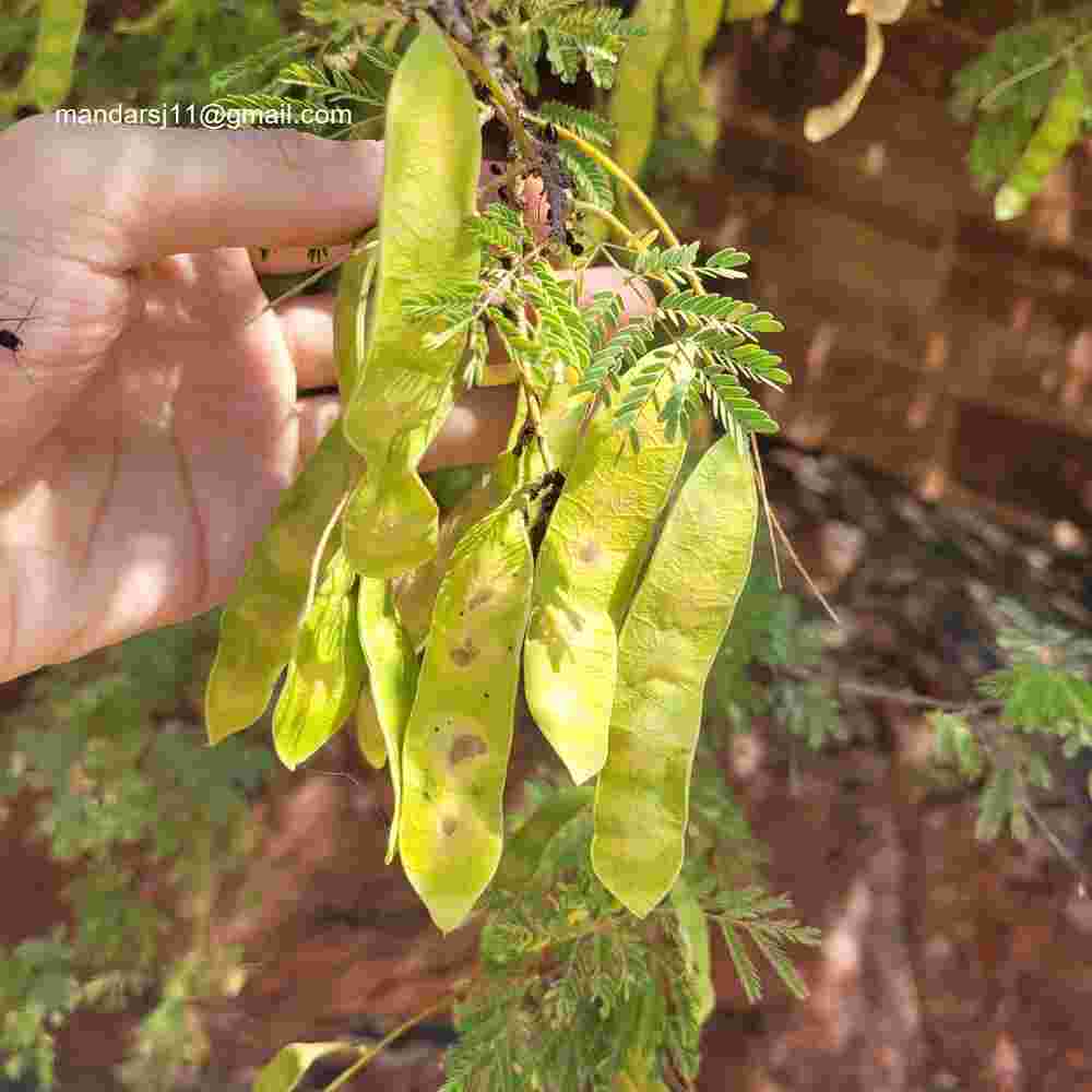Senegalia senegal