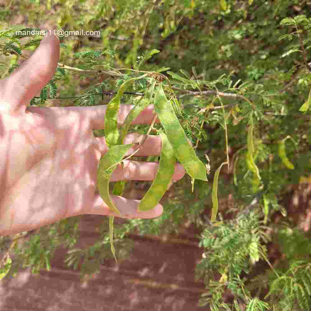 Senegalia senegal