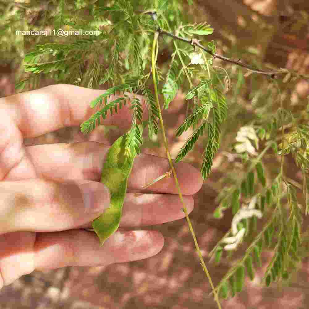 Senegalia senegal