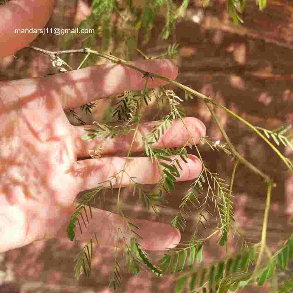 Senegalia senegal