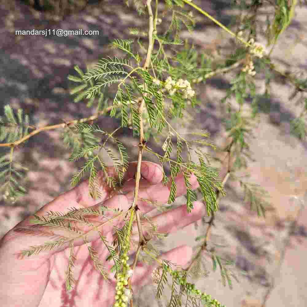 Senegalia senegal