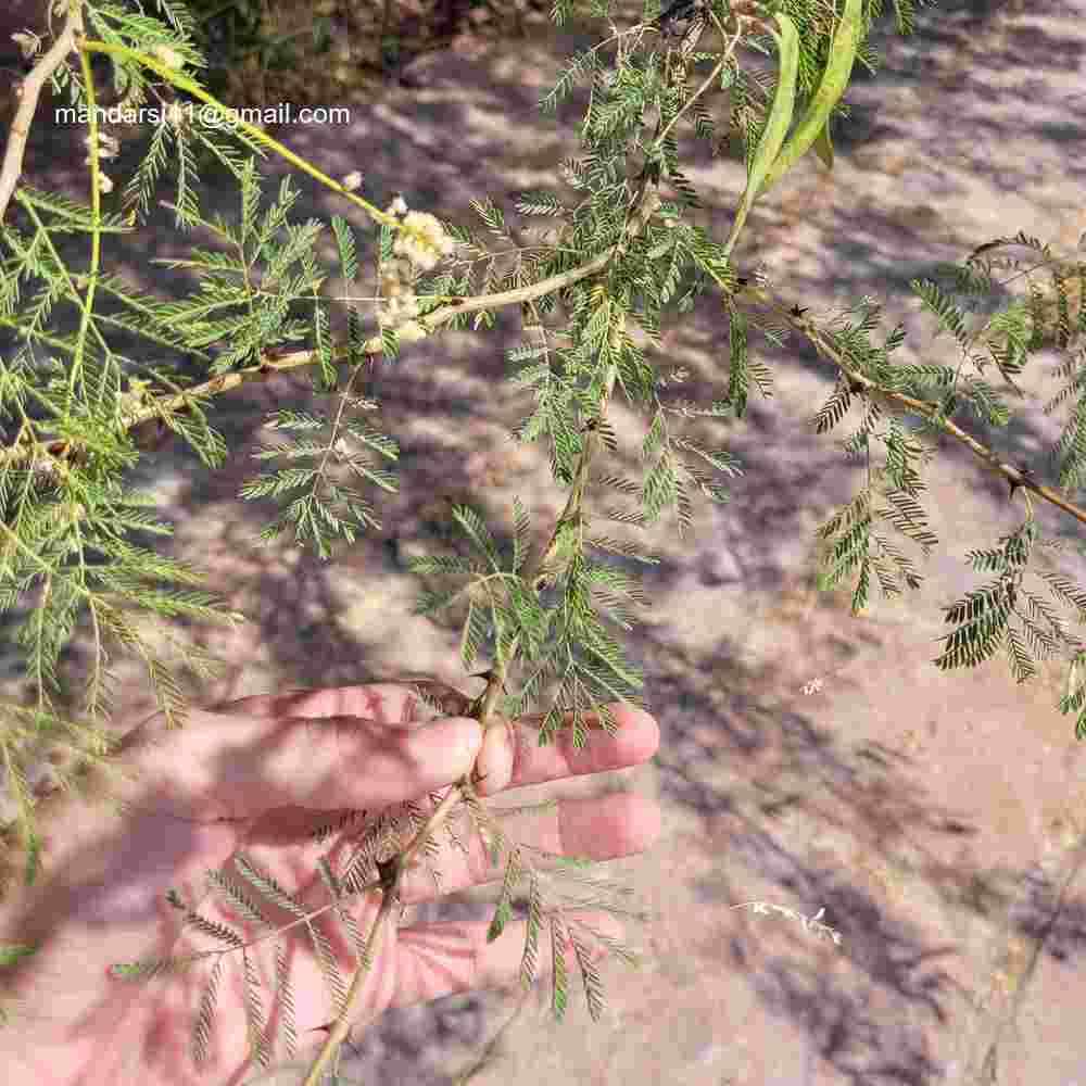 Senegalia senegal
