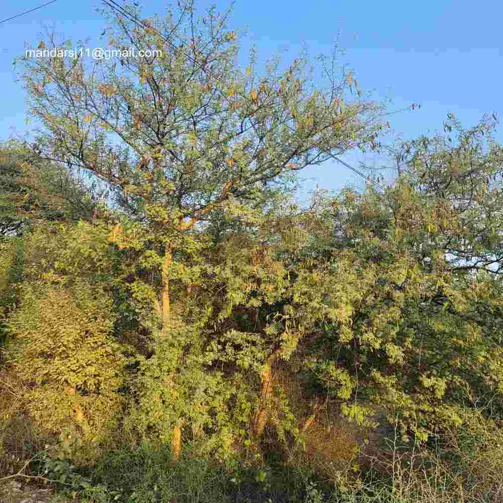 Senegalia senegal