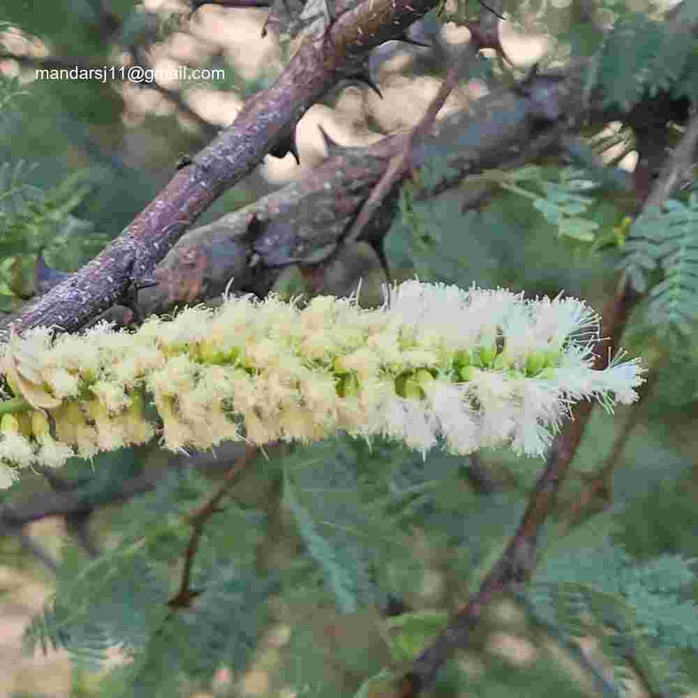 Senegalia senegal