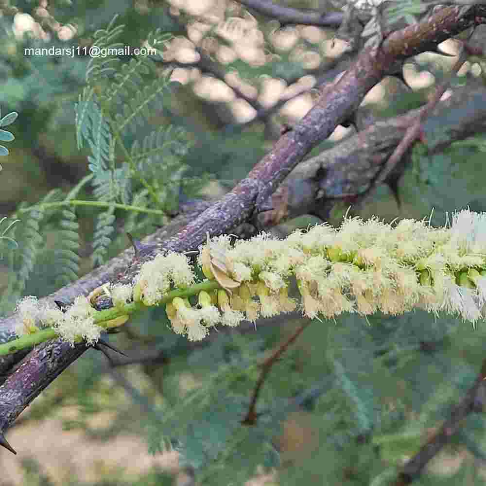 Senegalia senegal