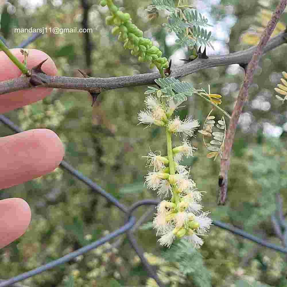 Senegalia senegal