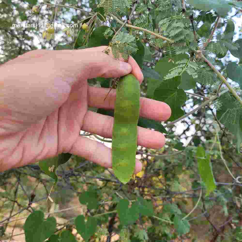 Senegalia senegal