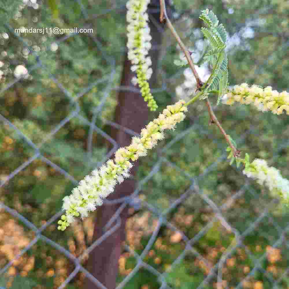 Senegalia senegal