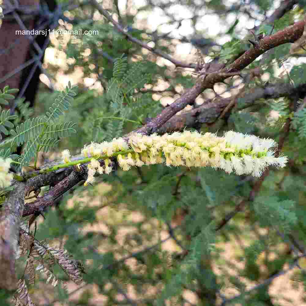 Senegalia senegal