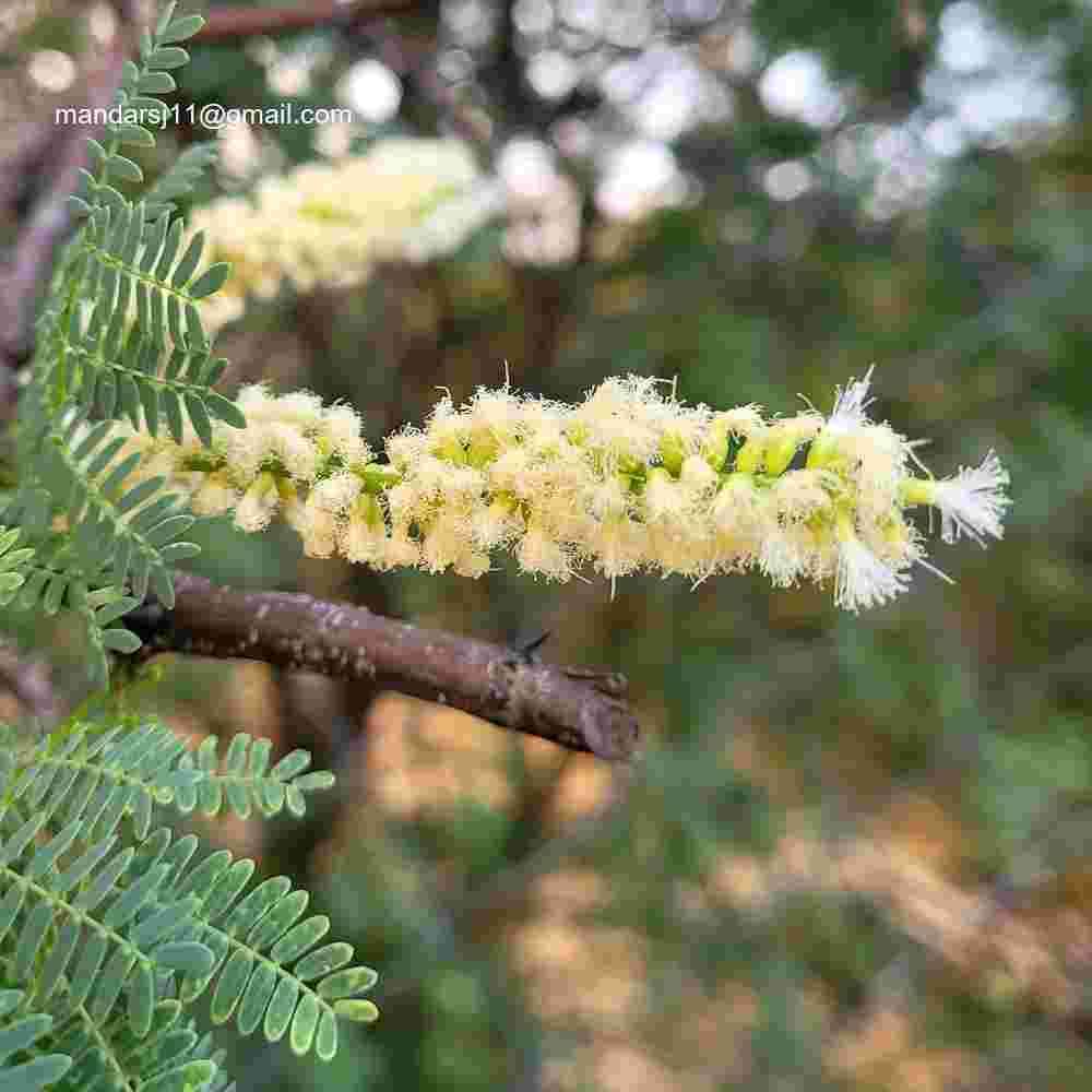 Senegalia senegal