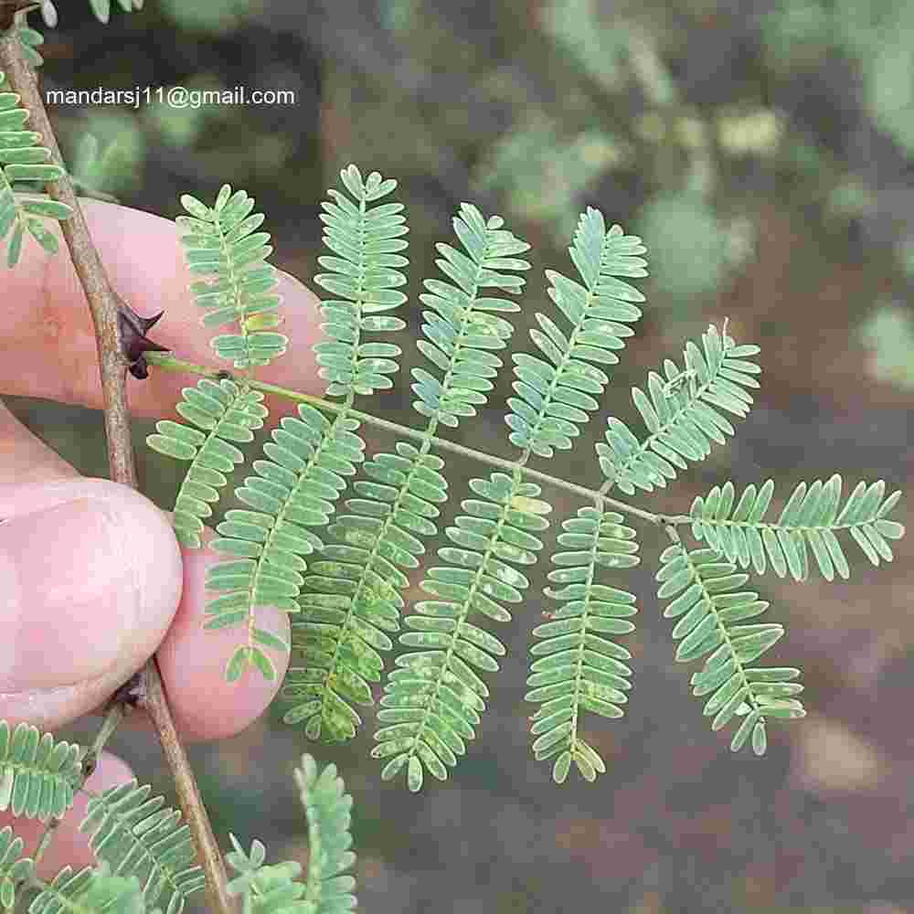 Senegalia senegal