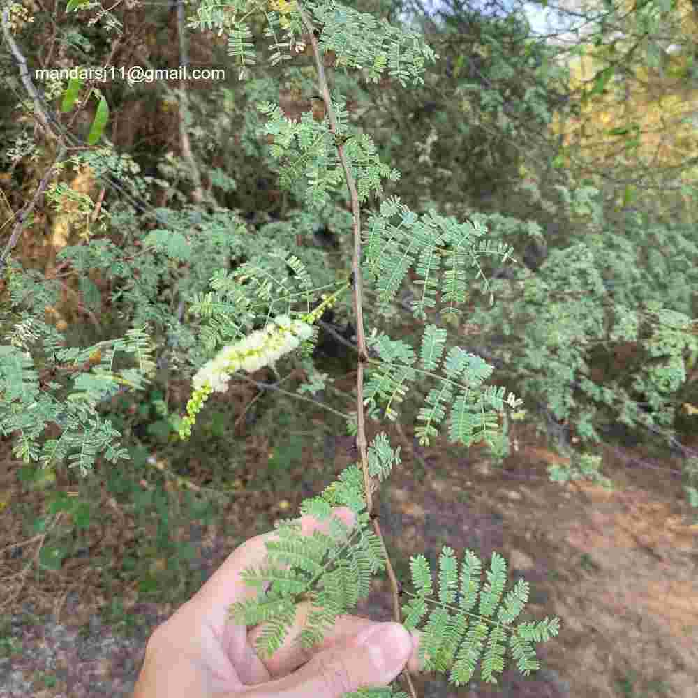 Senegalia senegal