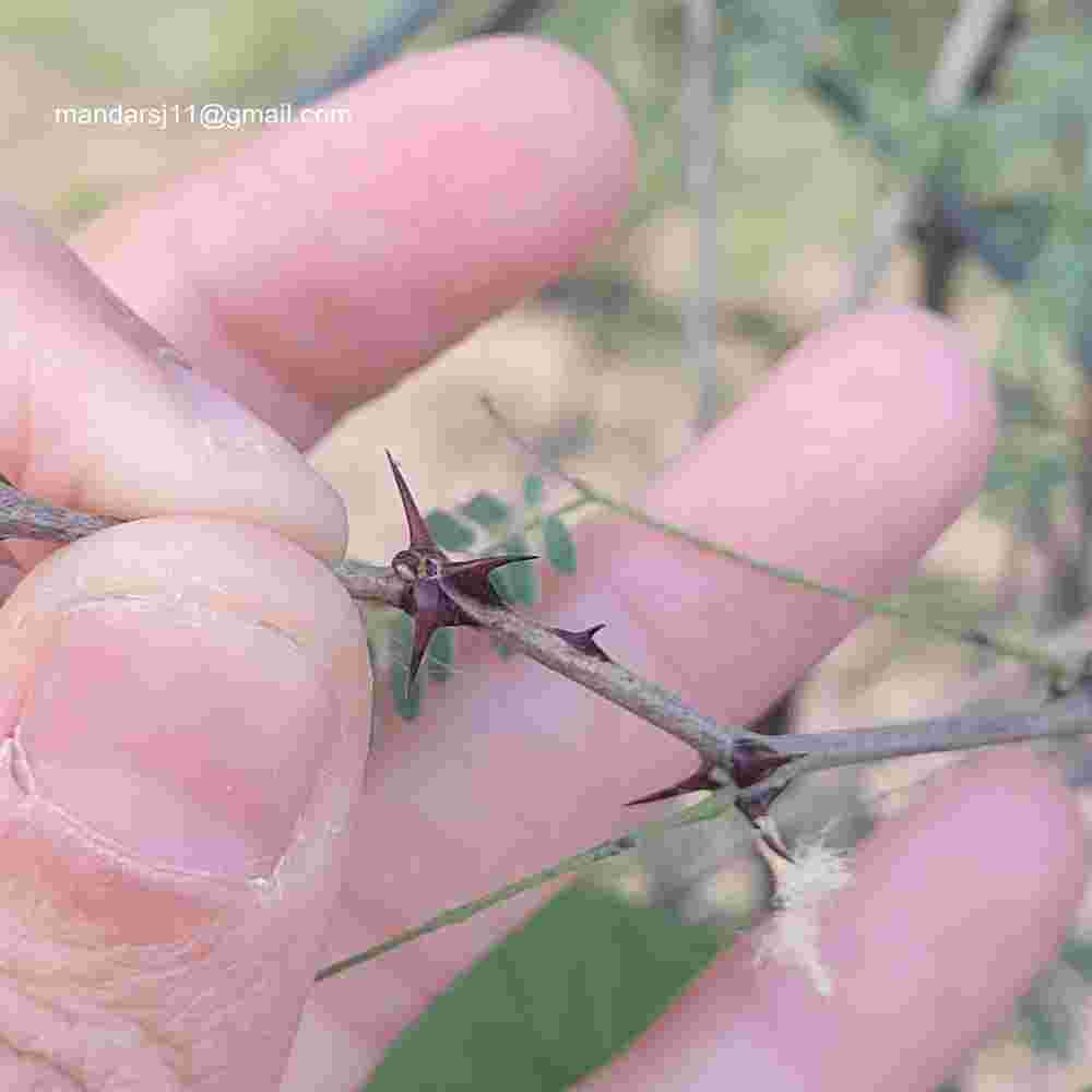 Senegalia senegal
