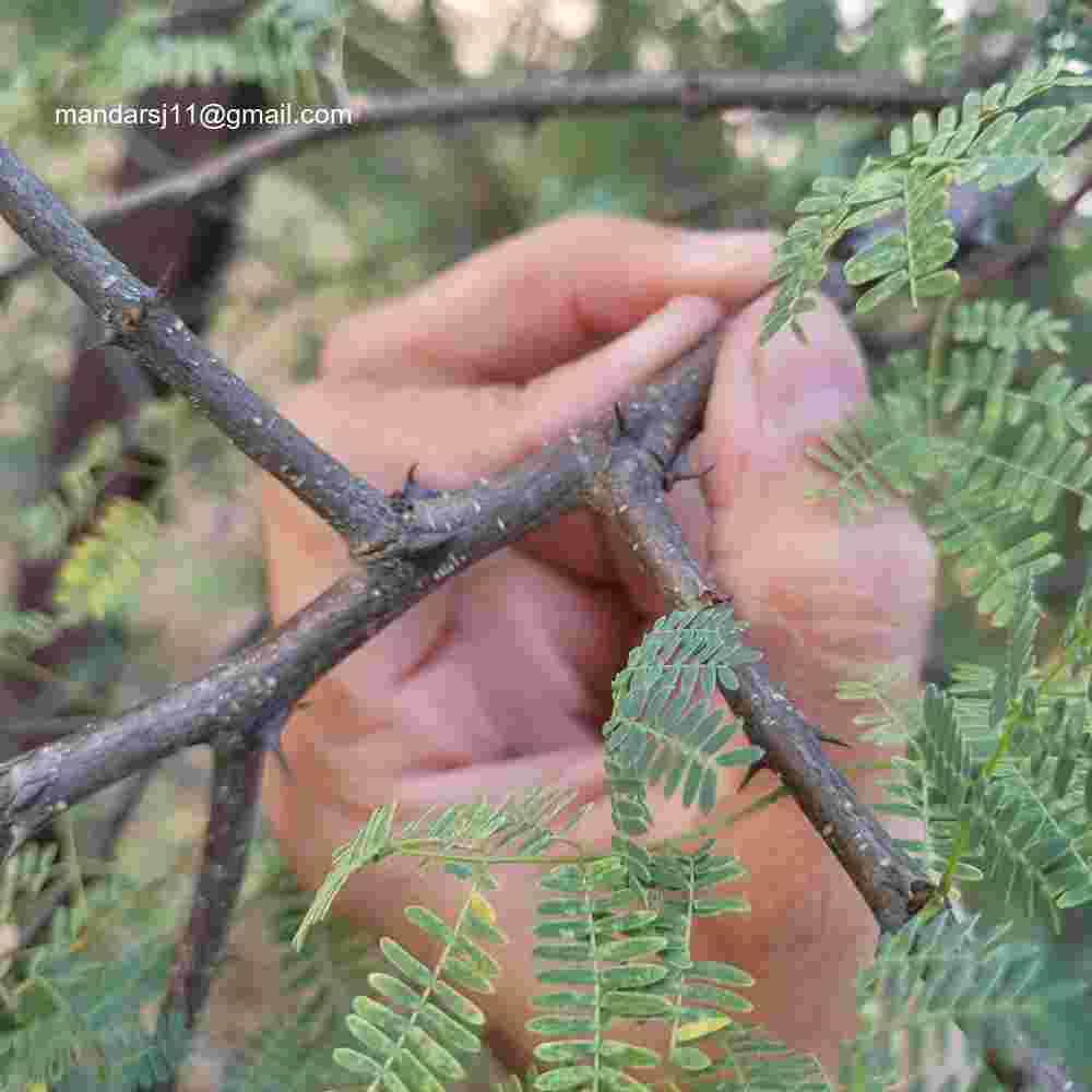 Senegalia senegal